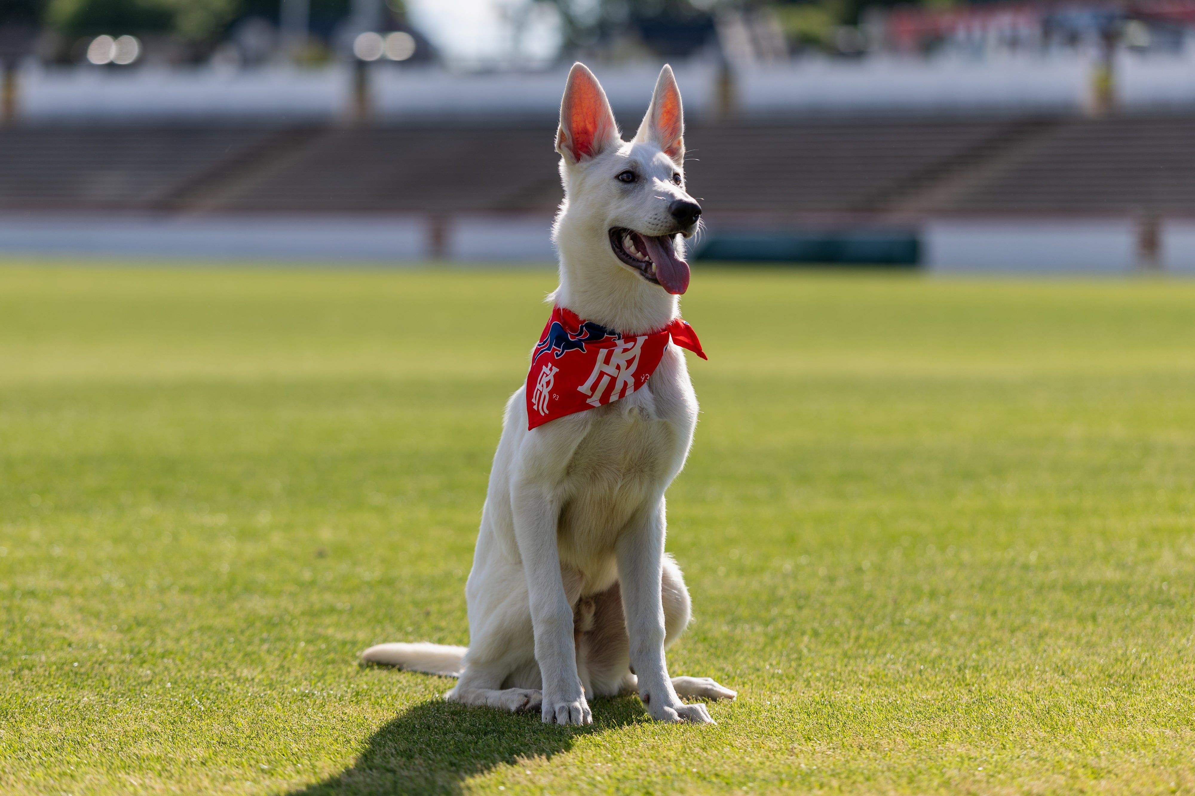 Kickers Dog Bandana