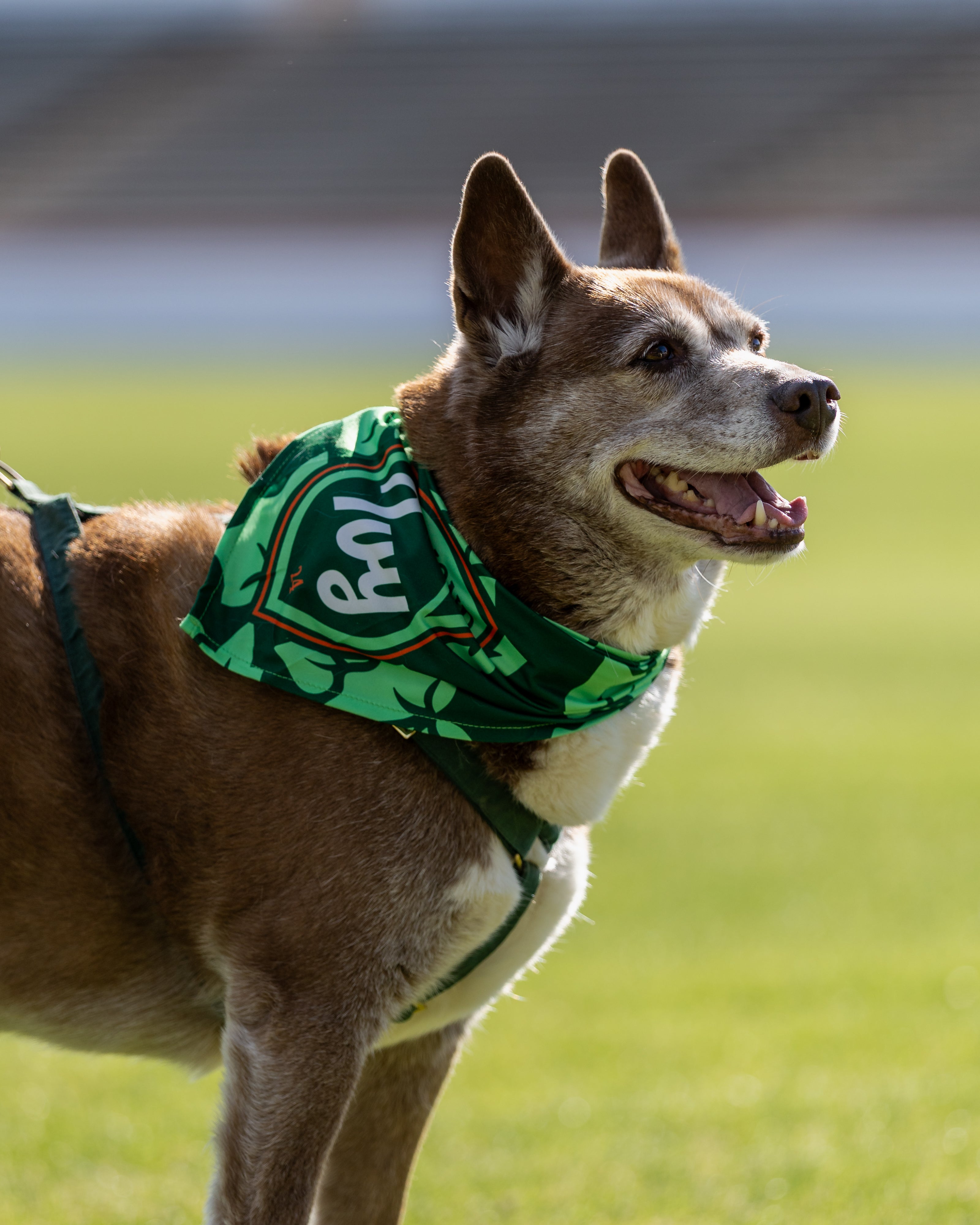 Ivy Dog Bandana