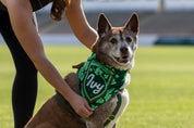 Ivy Dog Bandana