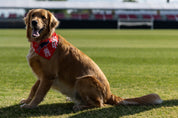 Kickers Dog Bandana