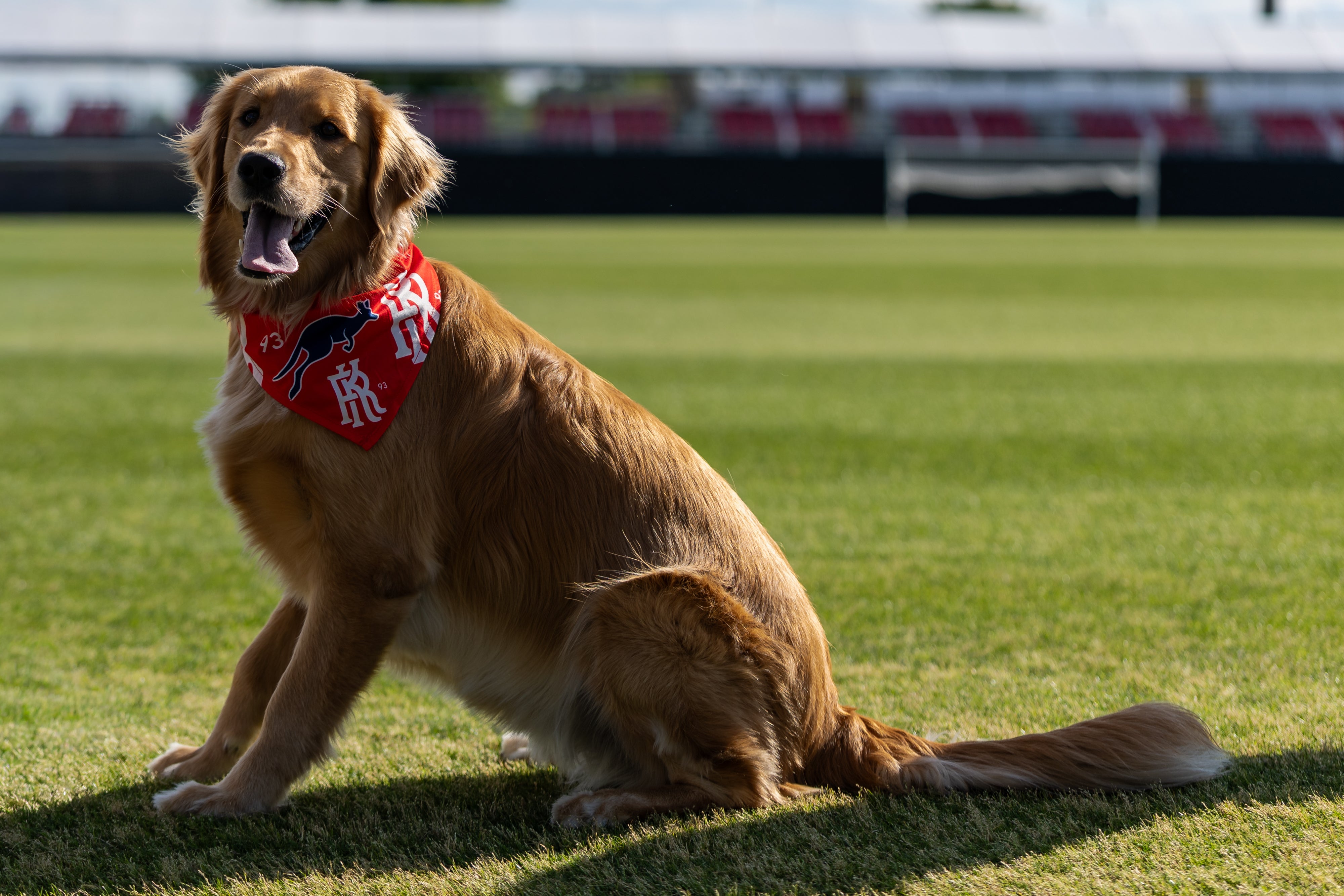 Kickers Dog Bandana