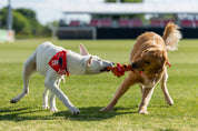 Kickers Dog Bandana