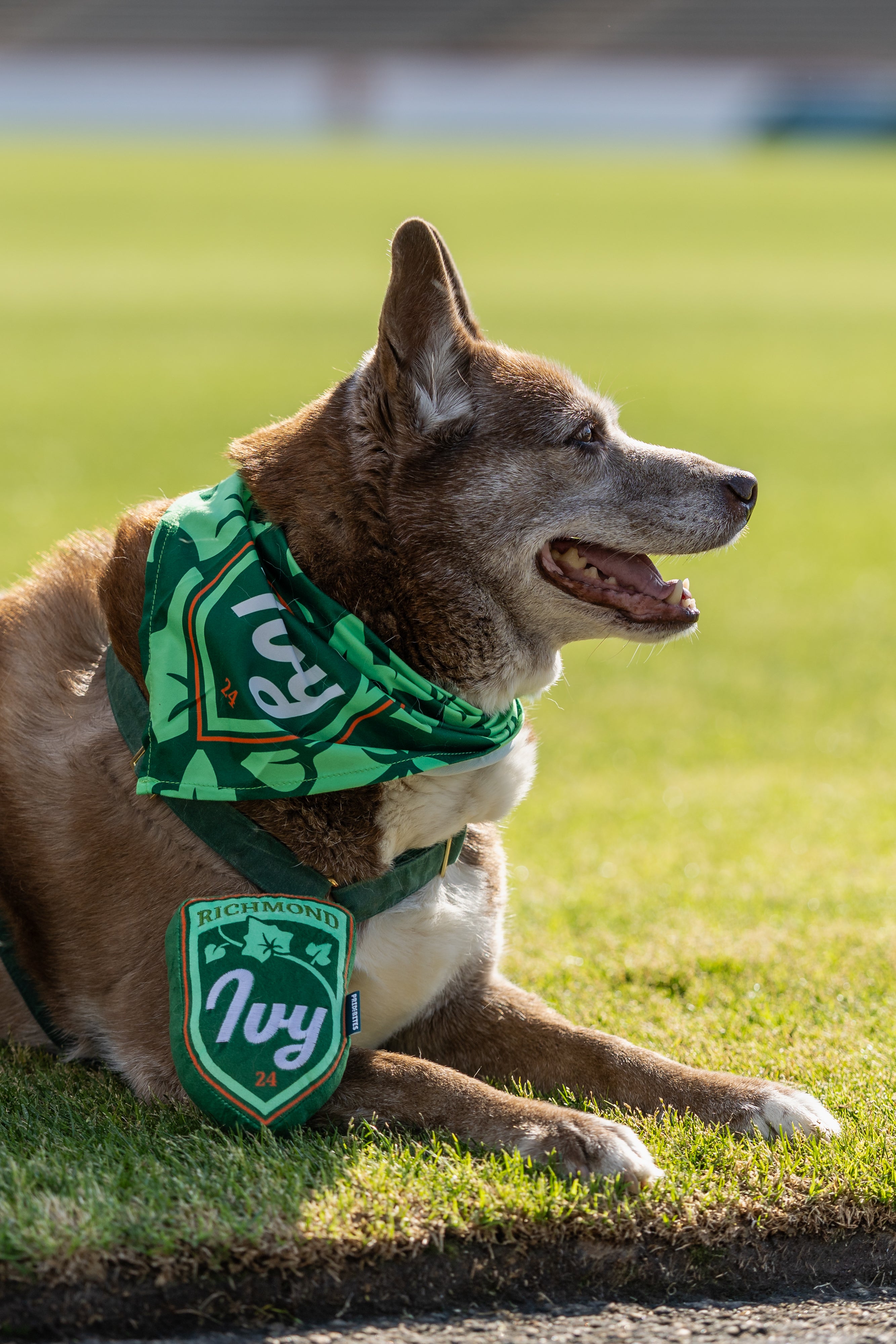 Ivy Dog Bandana