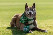Ivy Dog Bandana