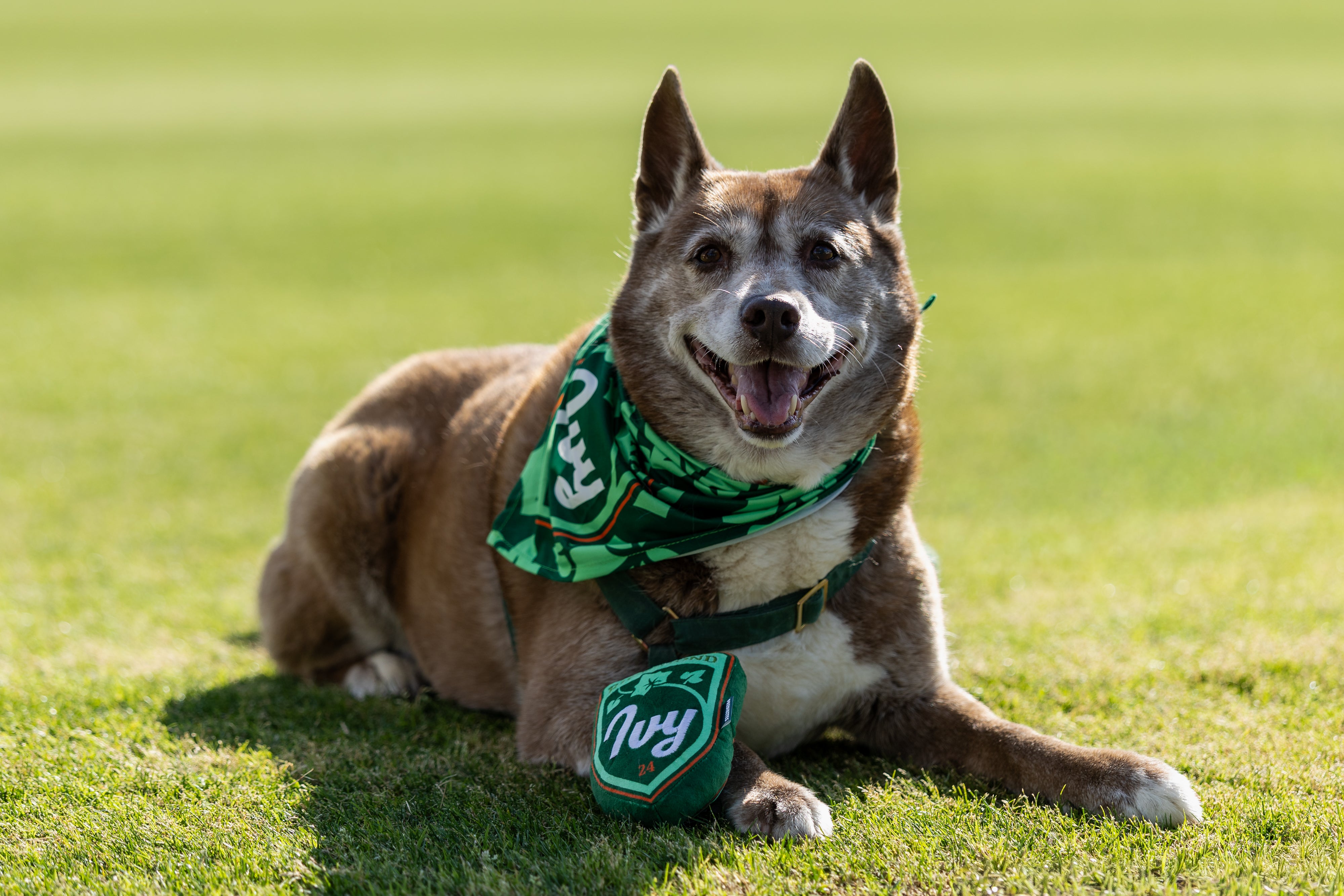Ivy Dog Bandana