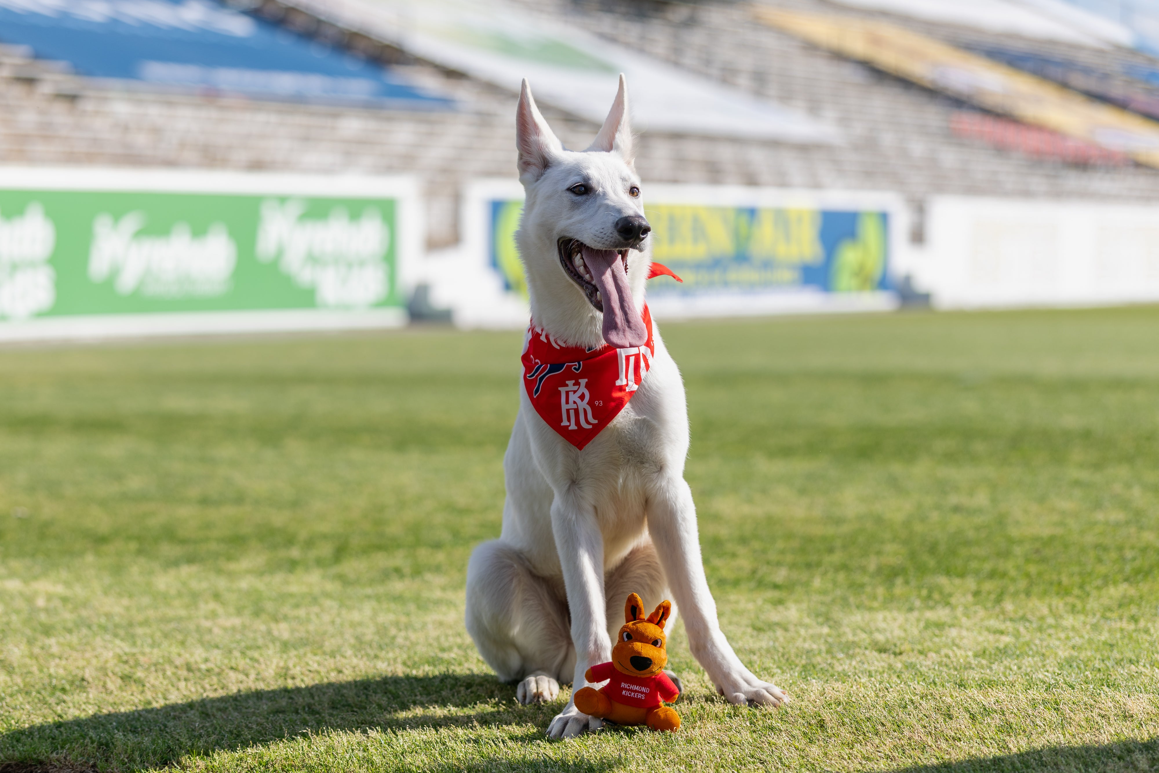 Kickeroo Plush Toy