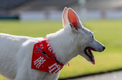 Kickers Dog Bandana