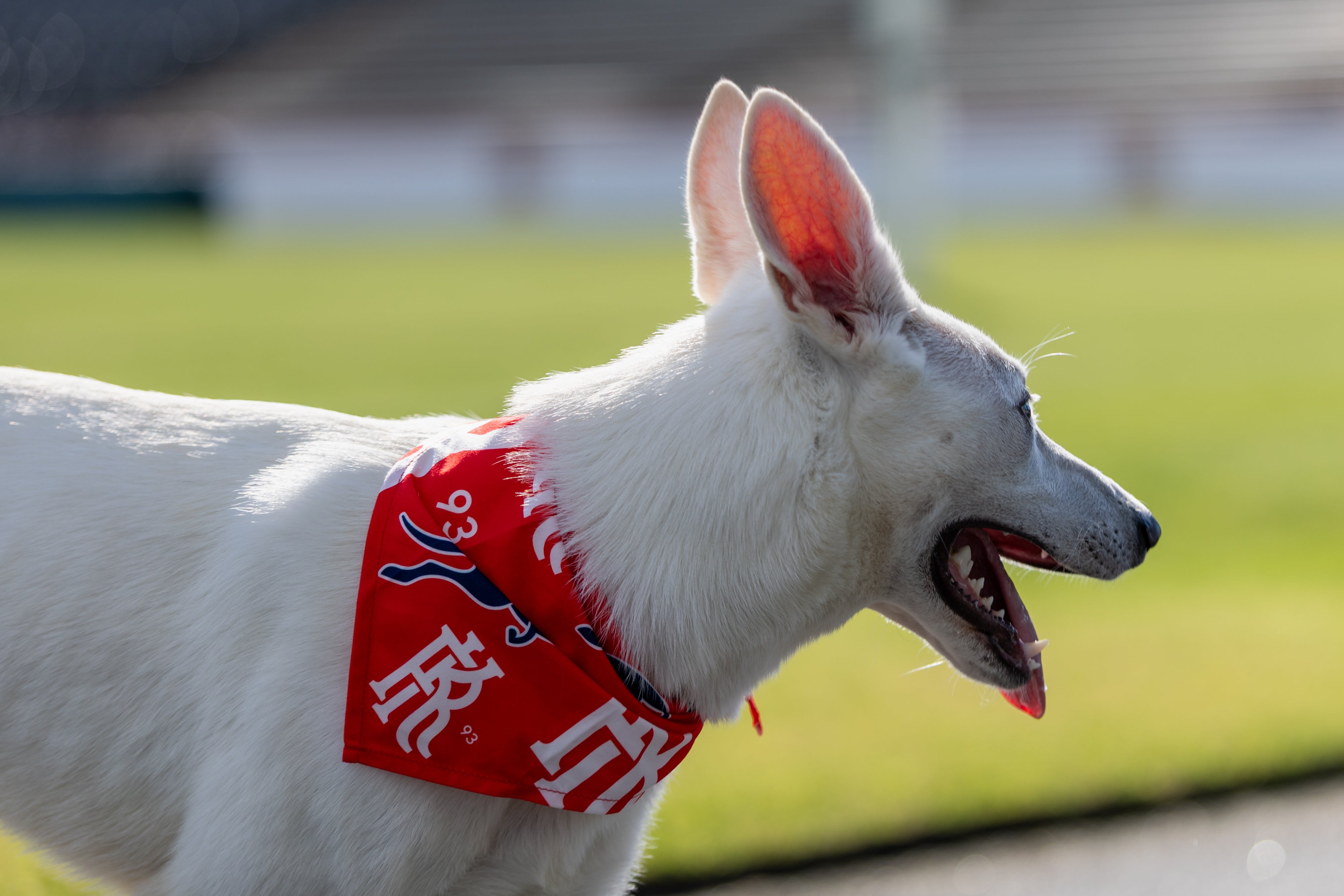 Kickers Dog Bandana